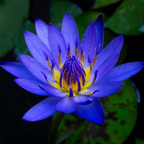 Blue water lilly. Things To Know About Blue water lilly. 